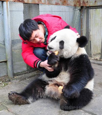 Fu Hu & Cai Yun erkunden ihr Außengehege