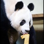 TianTian1-FirstAnniversary_300x447