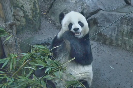 GaoGao1