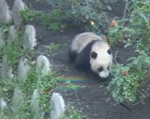 XiaoLiWu1