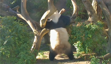 Bai_Yun