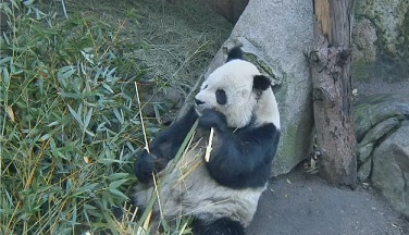 GaoGAo_Papa