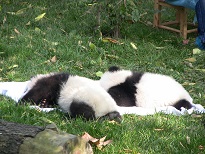 Ocean Park Hong Kong hofft auf Giant Panda Nachwuchs