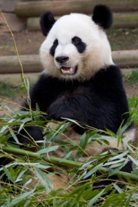 panda_120228_xilan_ZA_6895