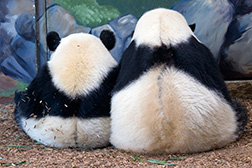 po und mama