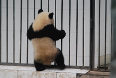 Panda-Kind und geheime Tür