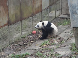 Der Große Panda – WM “Pandarakel”