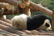 China1