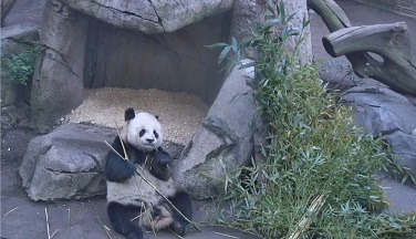 Gao Gao News
