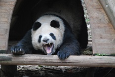 LenzPanda2