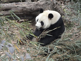 Mei Lan und der Apfel