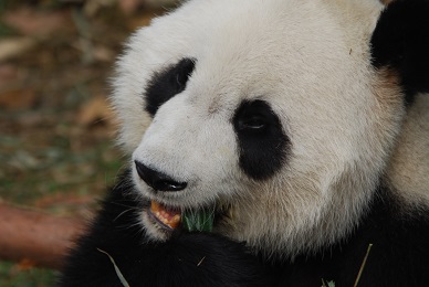 Mei Lan4