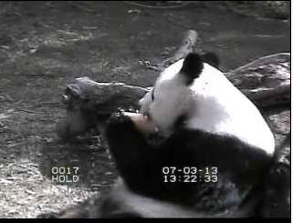 Mei Xiang und ihr Eis