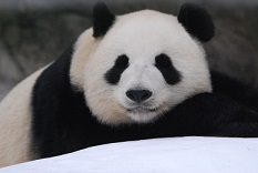 Der heiße Sommer im Jinan Zoo