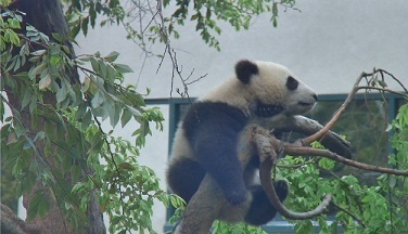 XiaoLiwu
