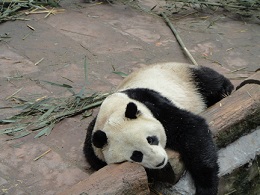 ZhenZhen5