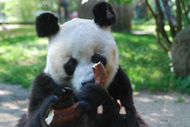 BaoBao3