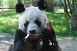 BaoBao4