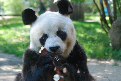 BaoBao5