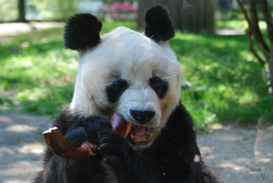 Nachfolger für Bao Bao?