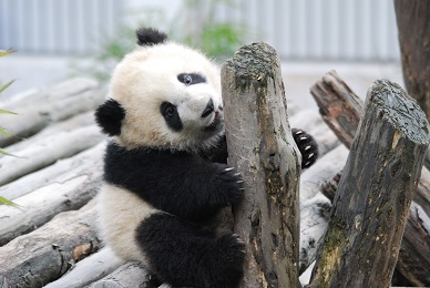 Nachrichten aus Sichuan