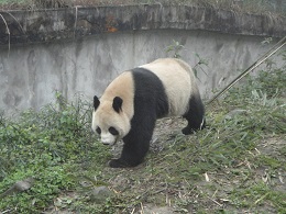 Jinan Zoo Panda-Haus