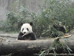 Bambus für die Großen Pandas