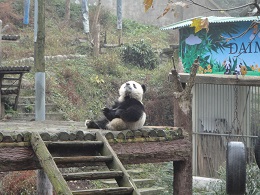 Erdbeben im Pandaland