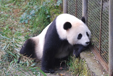 Die Großen Pandas kommen früher
