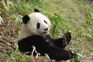 Für Xiu HUa1