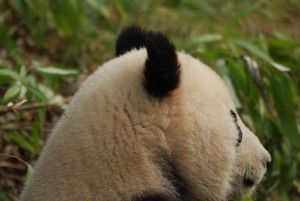 Für Xiu Hua2
