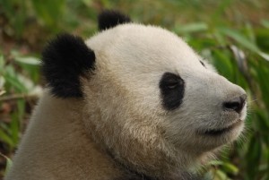Für Xiu Hua3