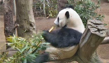 Yun Zi, der schöne Junge