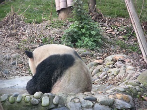 Chengdu Panda Base