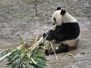 Ohr