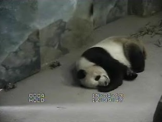 Neuigkeiten für Panda-Cam-Freunde