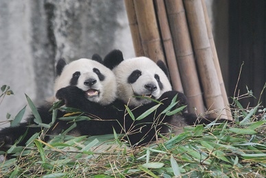 Gute Nachrichten aus dem Toronto Zoo