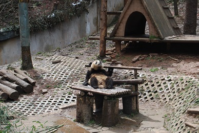 Ya’an, die Heimat der Großen Pandas