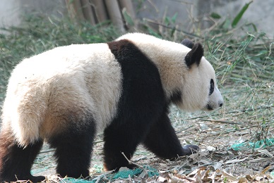 Spaziergang im Jinan Zoo