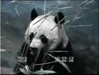 Zweite Besamung Mei Xiangs