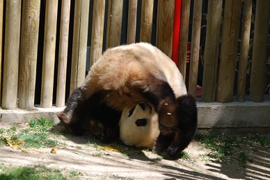 Fitness der Großen Pandas