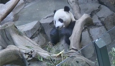 Yun Zi_4