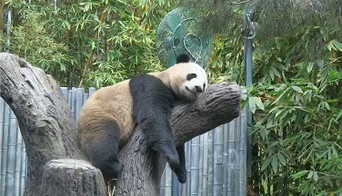 Yun Zi_8