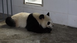 Zhi Chun (2)1