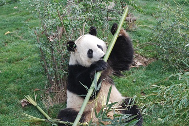 Große Pandas sind Einzelgänger