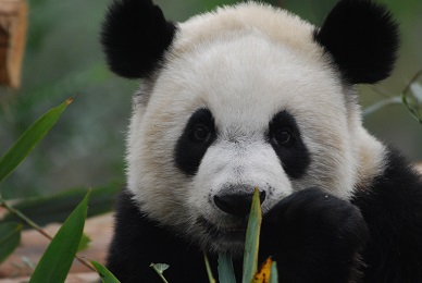 Die Stars im Toronto Zoo