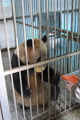 Die Betreuung im Jinan Zoo