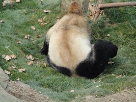 Kunming Große Pandas