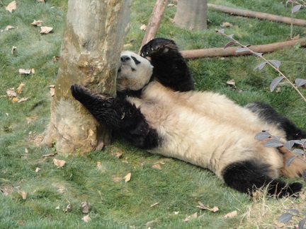 Empfehlungen des Großen Pandas