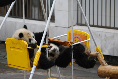 Fu Bao schukelt gerne